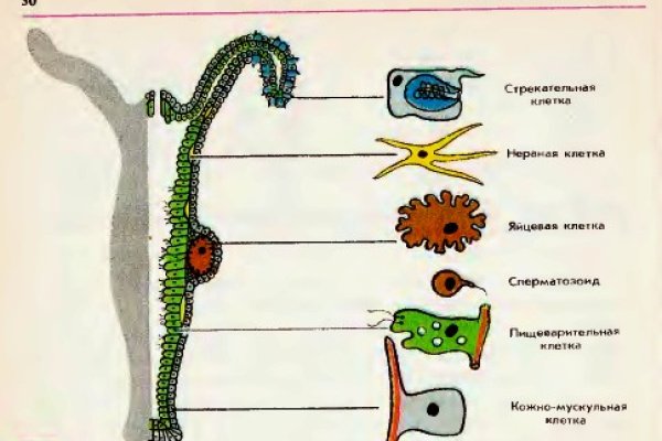 Ссылка на кракен krakens13 at