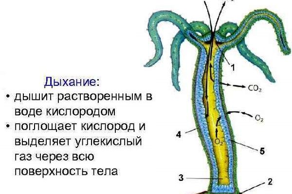 Рабочее зеркало кракен